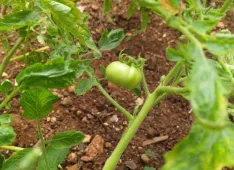 22-05 Erste Tomate (Foto: Together)