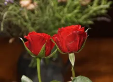zwei Rosen (Foto: Otfried Pappe)