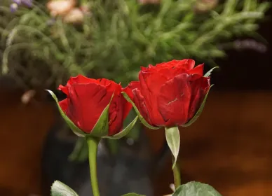 zwei Rosen (Foto: Otfried Pappe)