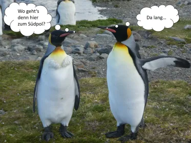 Pinguine_Sprechblasen (Foto: Otfried Pappe)